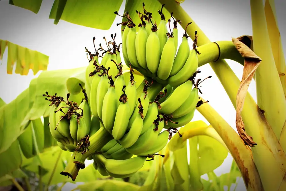 How To Make Bananas Ripen Faster
